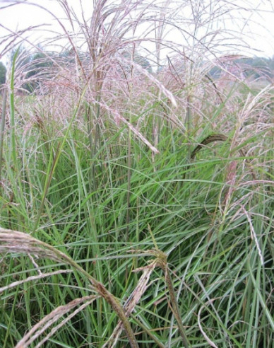 Miscanthus sinensis ´Graziella´