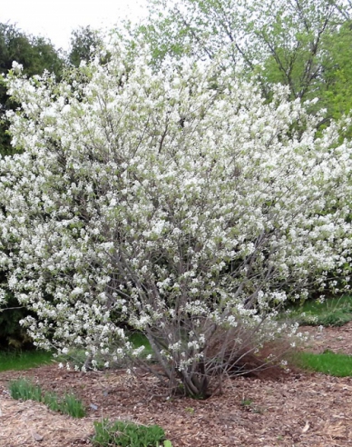 Afin canadian - Amelanchier alnifolia Thiessen