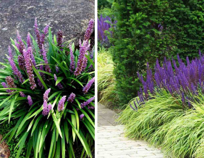 Liriopa bluestem ´Big Blue´