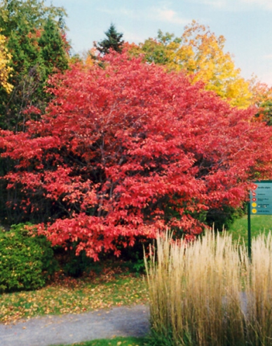 Afin canadian - Amelanchier alnifolia Thiessen
