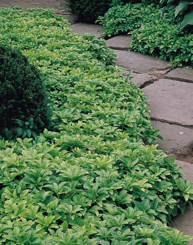 Pachysandra apex
