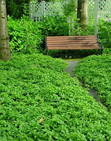 Pachysandra apex