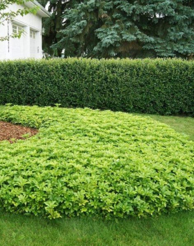 Pachysandra apex