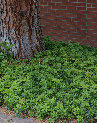 Pachysandra apex