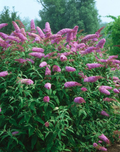 Buddleja davidii Pink Delight 9x9