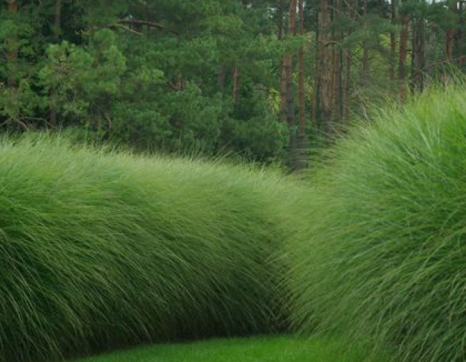 Miscanthus sinensis ´Gracillimus´