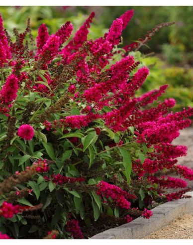 Buddleja ´Red Royal´ 9x9