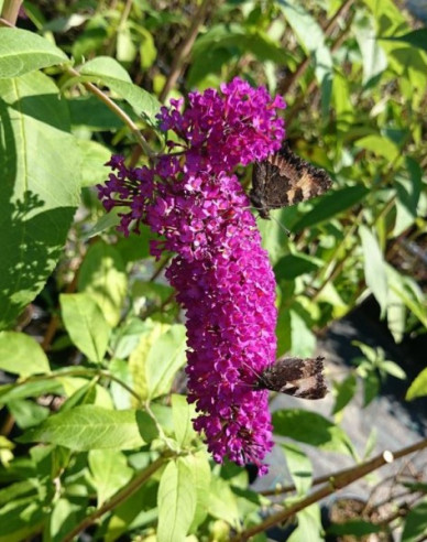Buddleja ´Red Royal´ 9x9
