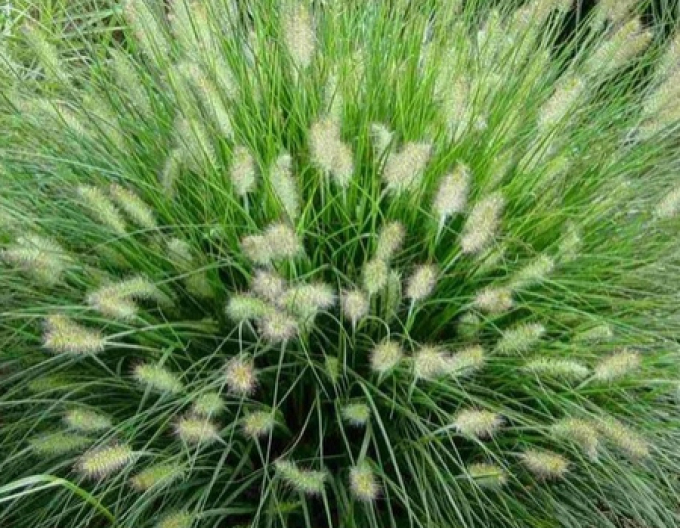 Pennisetum ´Hameln´