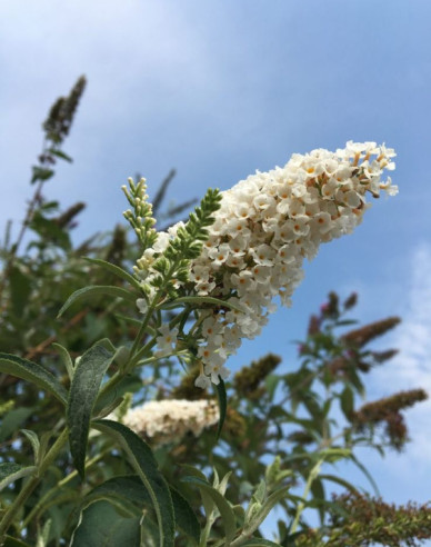 Buddleja davidii White Profusion