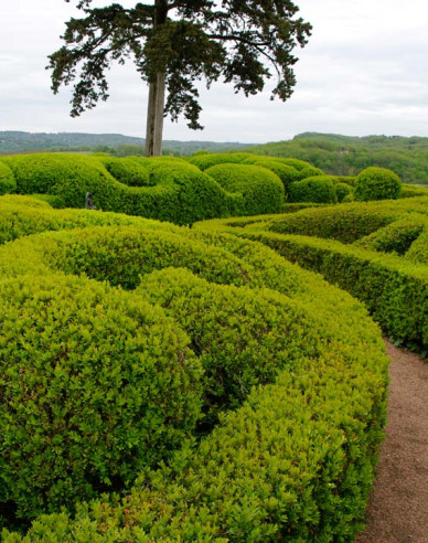 Buxus microphylla