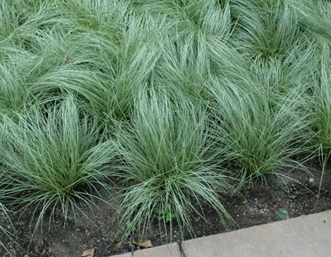 Carex "Amazon Mist"