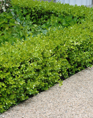 Buxus microphylla