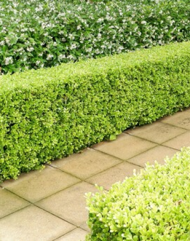 Buxus microphylla