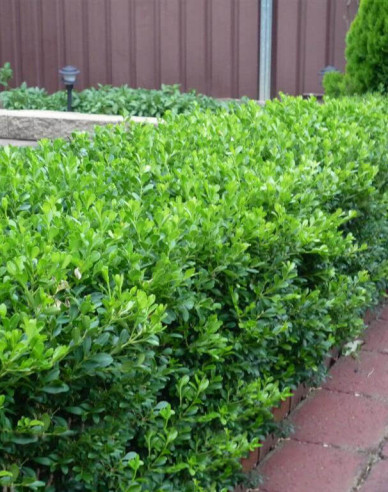 Buxus microphylla