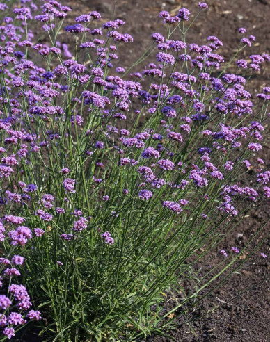Verbena de fier argentinian