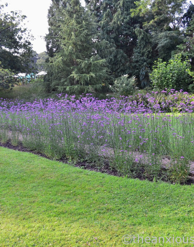 Verbena de fier argentinian