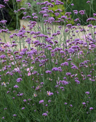 Verbena de fier argentinian