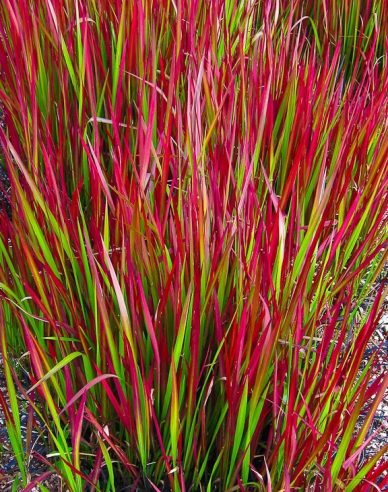 Imperata cylindrica "Red Baron" 2l