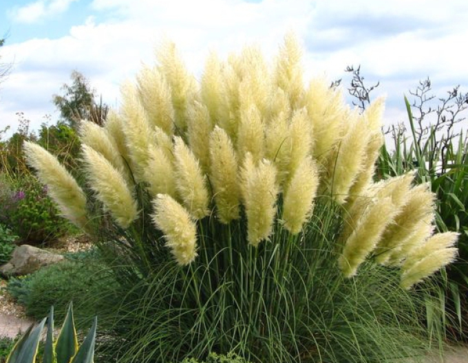 Iarbă de pampas "White Plume"