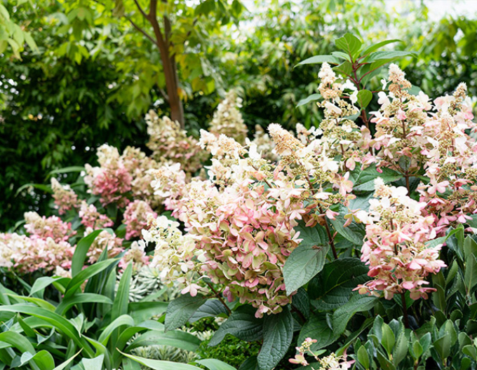 Hortensia "Lumânare