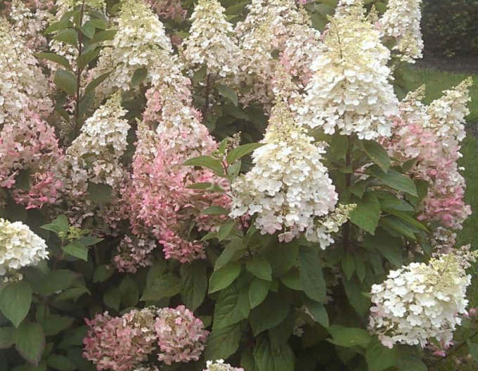 Hortensia "Lumânare