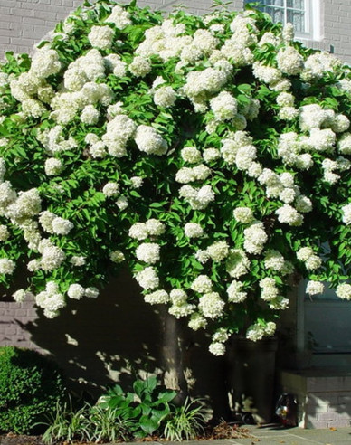 Hortensie paniculate Grandiflora