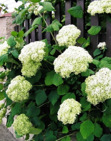Hortensie paniculate Grandiflora