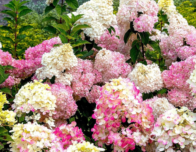 Hortensia Sundae Fraise