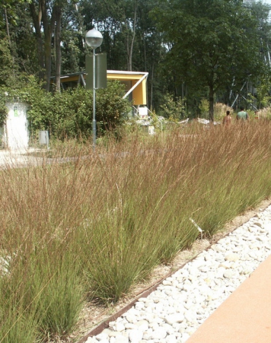 Molinia  "Edith Dudszus"
