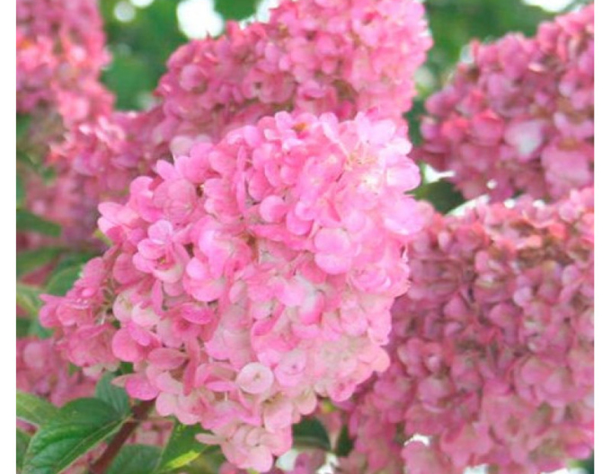 Hortensia Sundae Fraise