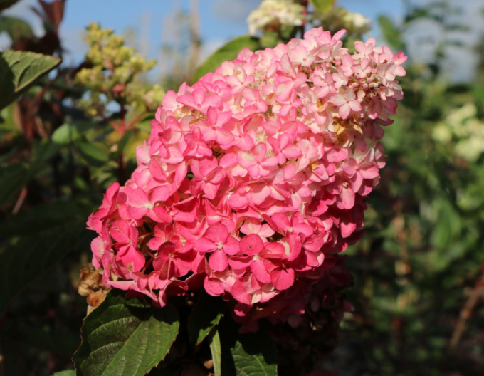 Hortensia Sundae Fraise