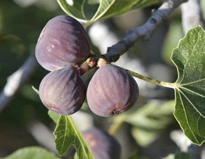 Ficus carica "Rouge de Bordeaux"