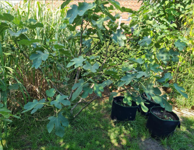 Ficus carica "Rouge de Bordeaux"
