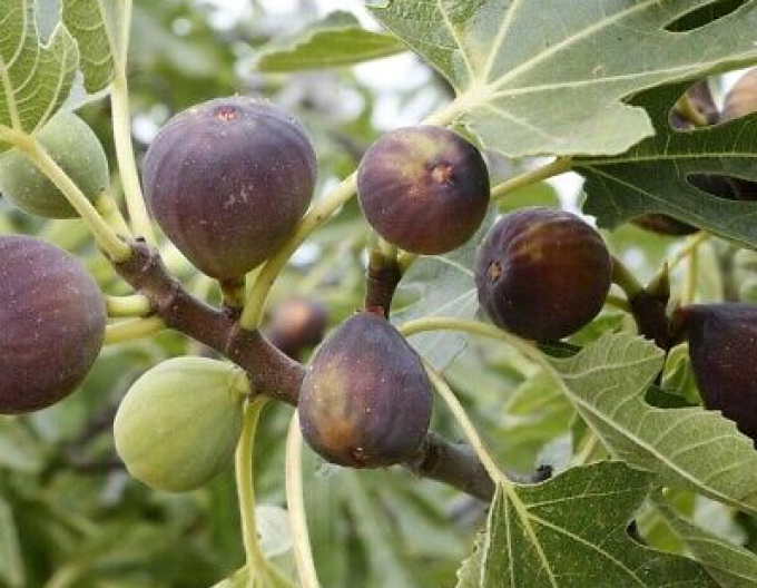 Ficus carica "Rouge de Bordeaux"