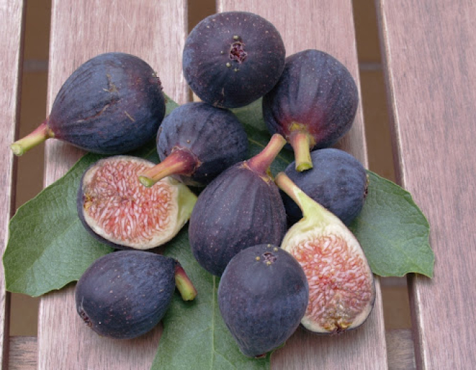 Ficus carica "Rouge de Bordeaux"