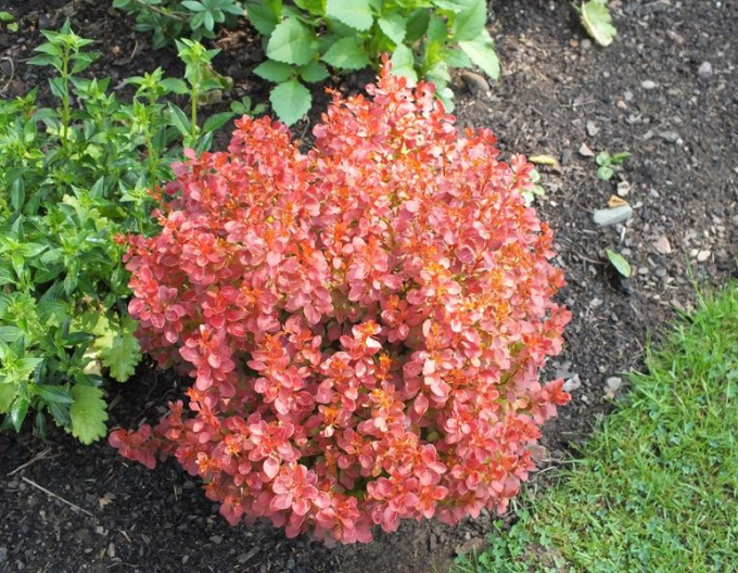 Berberis thunbergii ´Admirație´