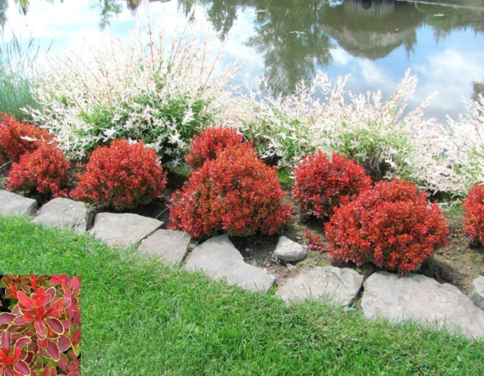 Berberis thunbergii ´Admirație´