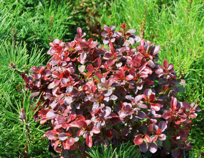 Berberis thunbergii ´Bagatelle´ 5l