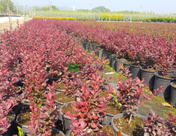 Berberis thunbergii ´Bagatelle´ 5l