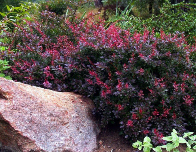 Berberis thunbergii ´Bagatelle´ 5l