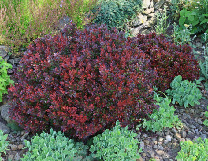 Berberis thunbergii ´Bagatelle´ 5l