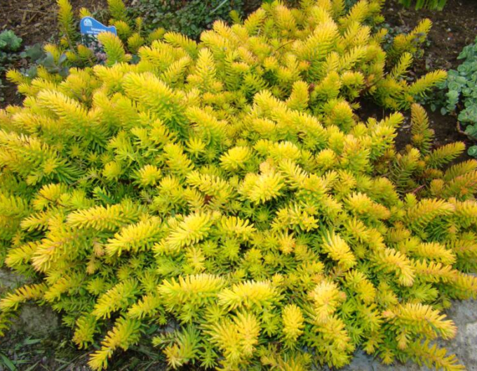 Stonecrop Angelina