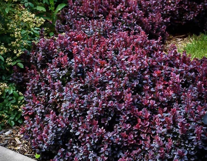 Berberis thunbergii  "Concorde" 5l