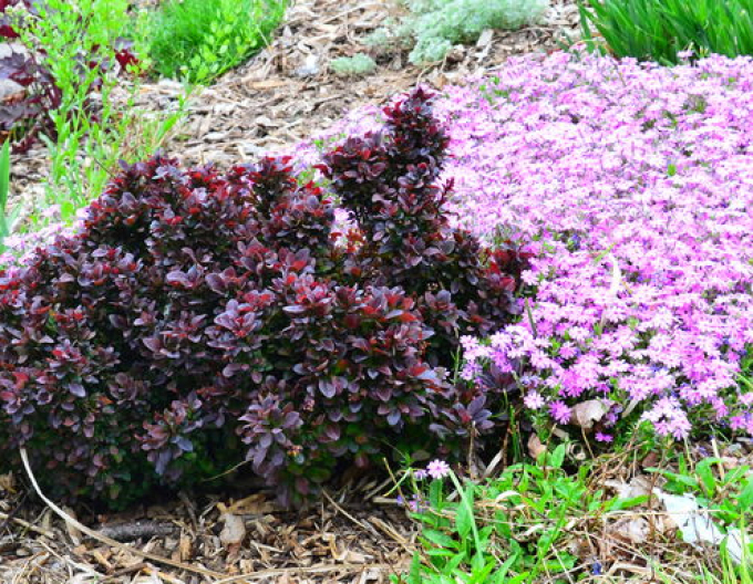 Berberis thunbergii  "Concorde" 5l
