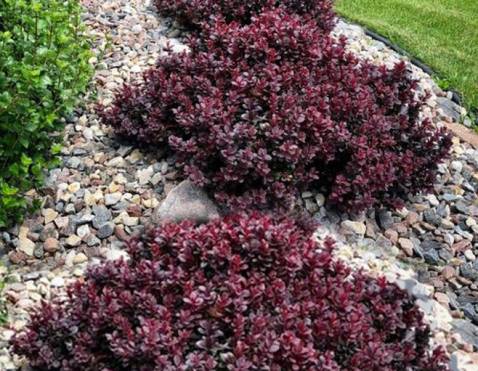 Berberis thunbergii  "Concorde" 5l
