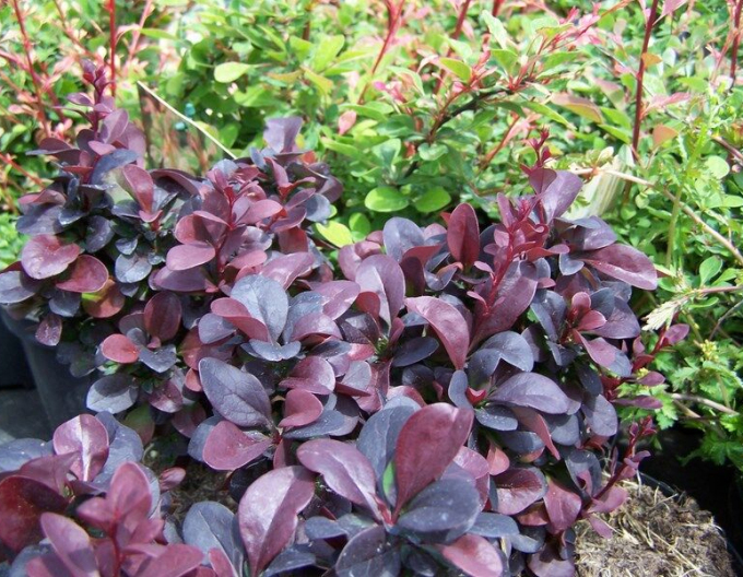 Berberis thunbergii  "Concorde" 5l
