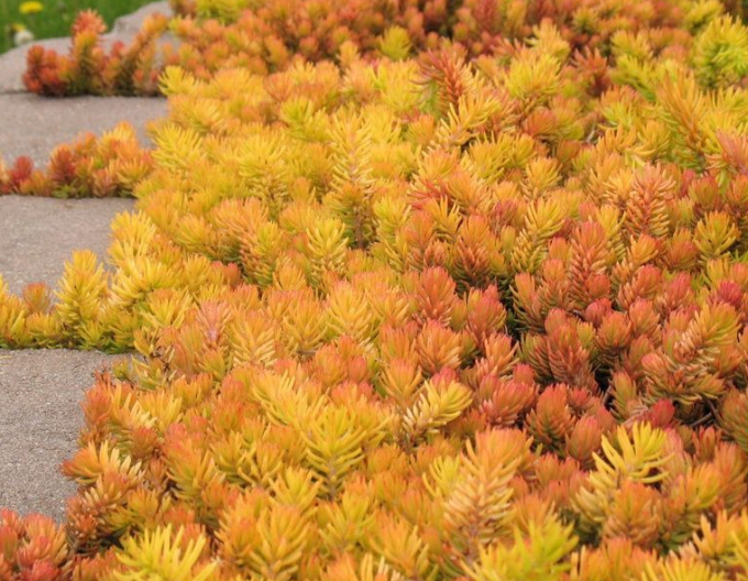 Stonecrop Angelina