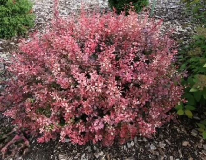 Berberis thunbergii ´Inspirație´ 5l