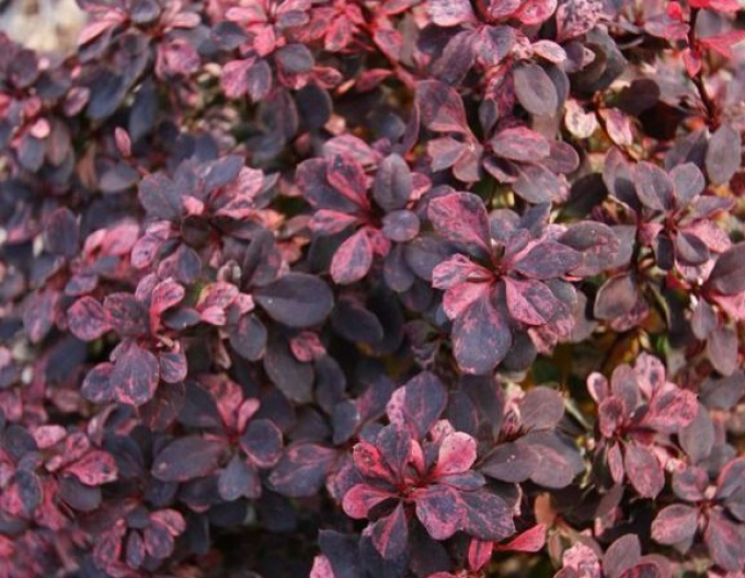 Berberis thunbergii ´Inspirație´ 5l